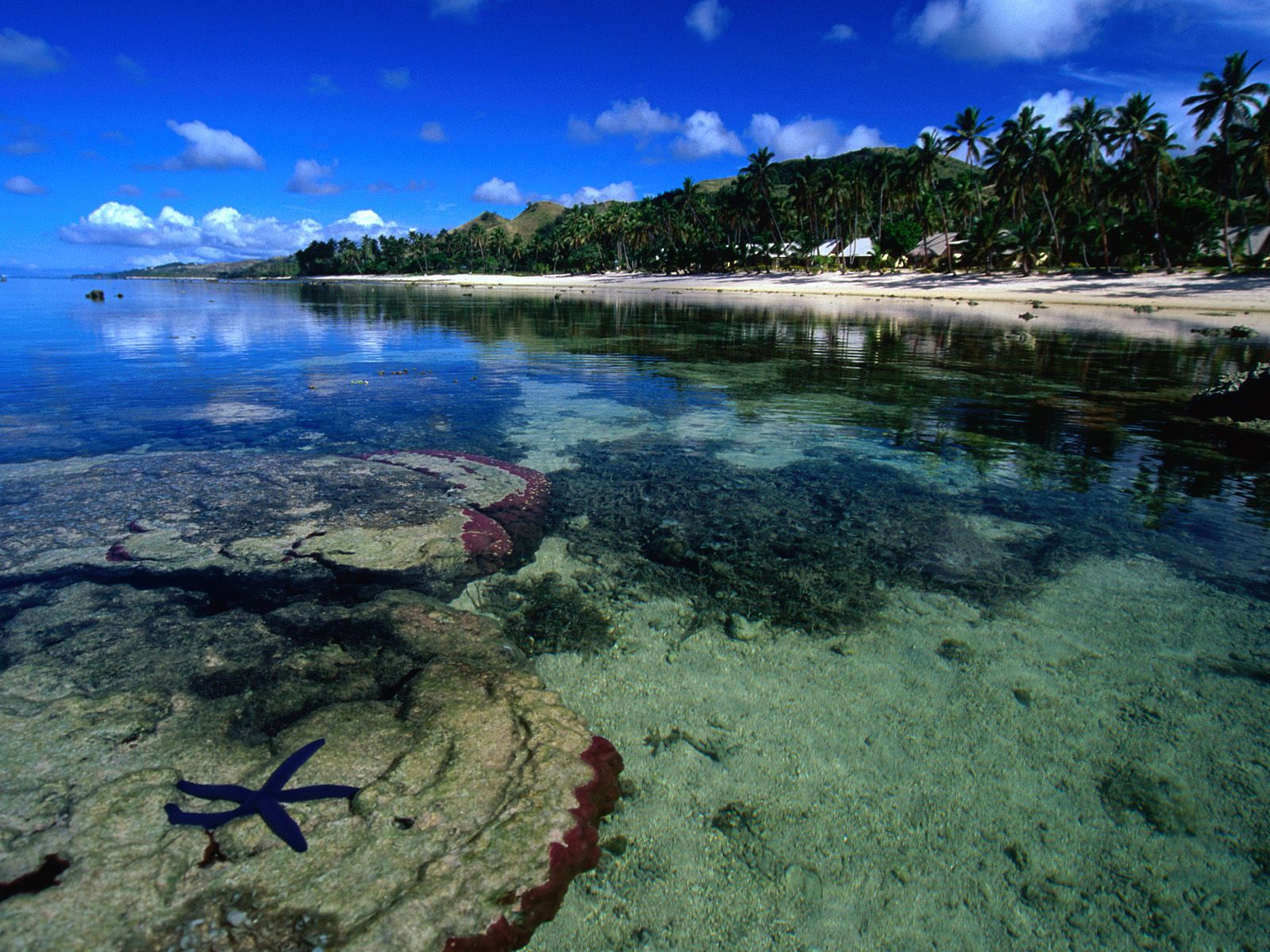 Starfish Along the Coral Coast of Viti Levu Fiji