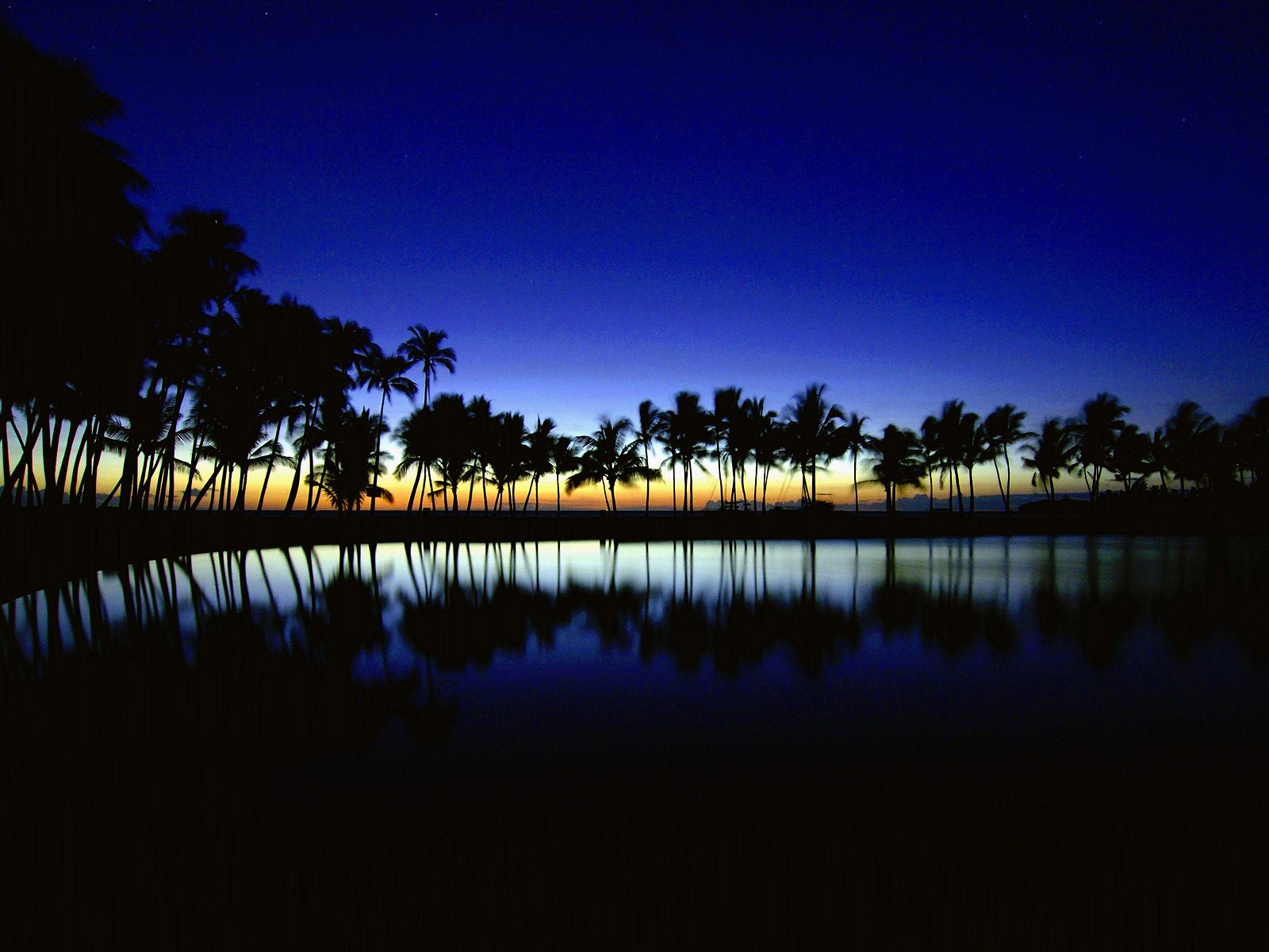 Palm Silhouette Big Island Hawaii