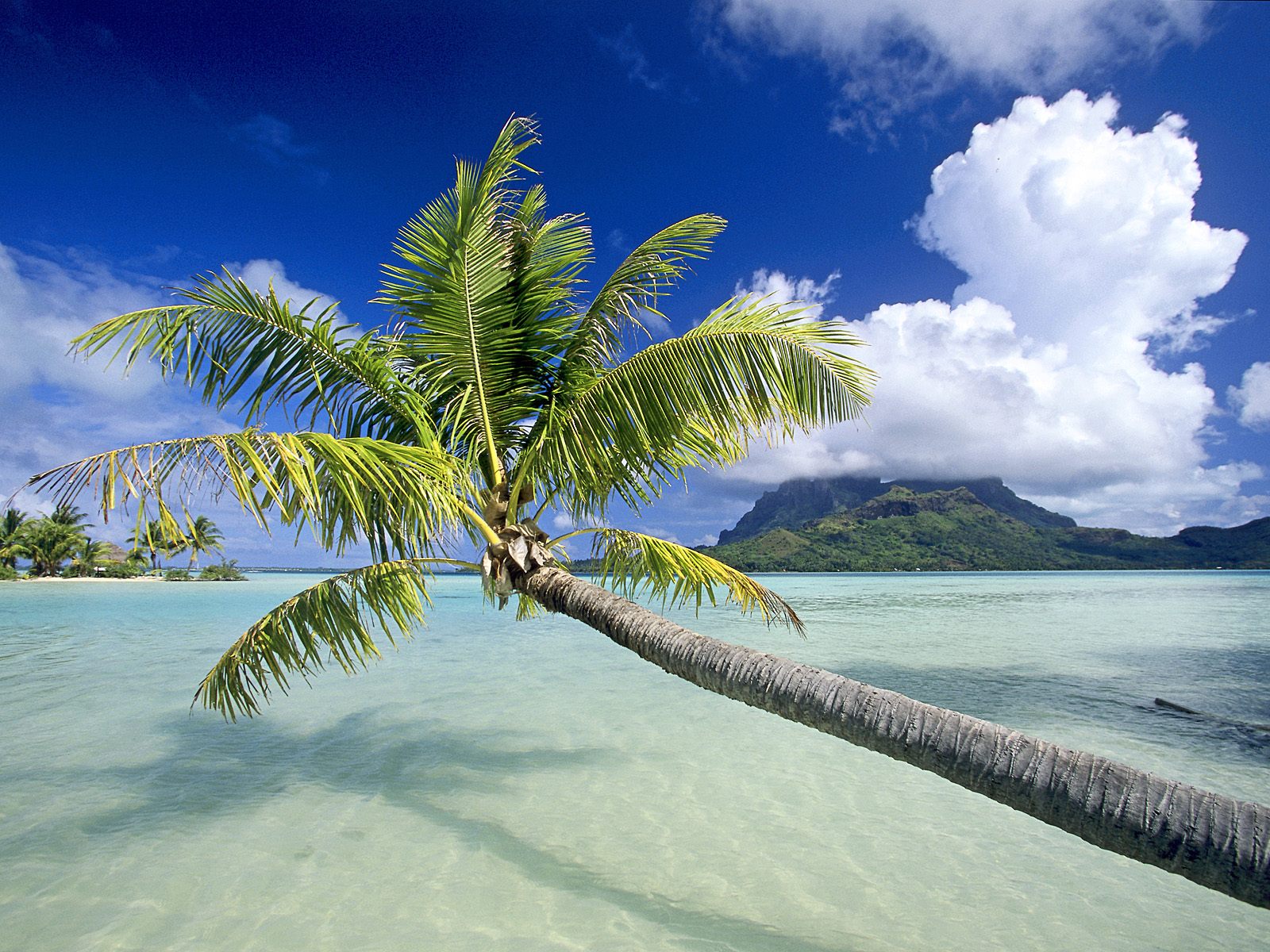 Tropical Escape Bora Bora French Polynesia photo or wallpaper