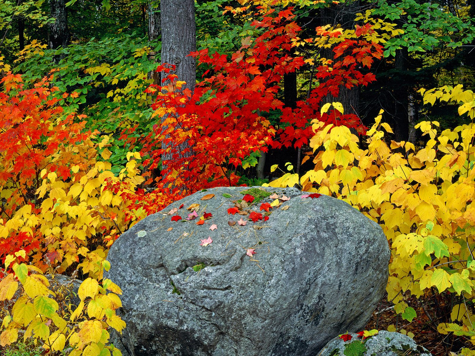 Pharaoh Lake Wilderness Adirondack Park and Preserve New York