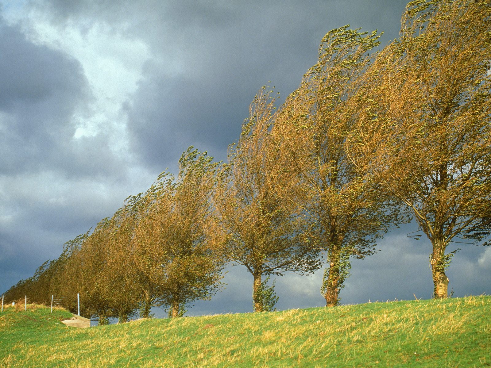 Poplars Holland The Netherlands