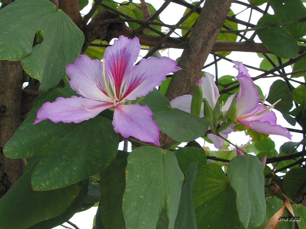 flor brazil