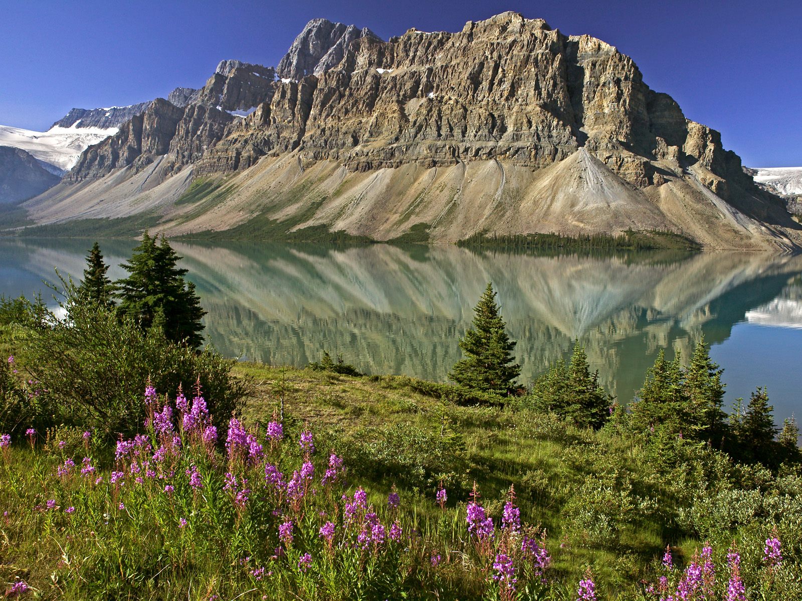 Bow Lake and Flowers Banff National Park Alberta Canada