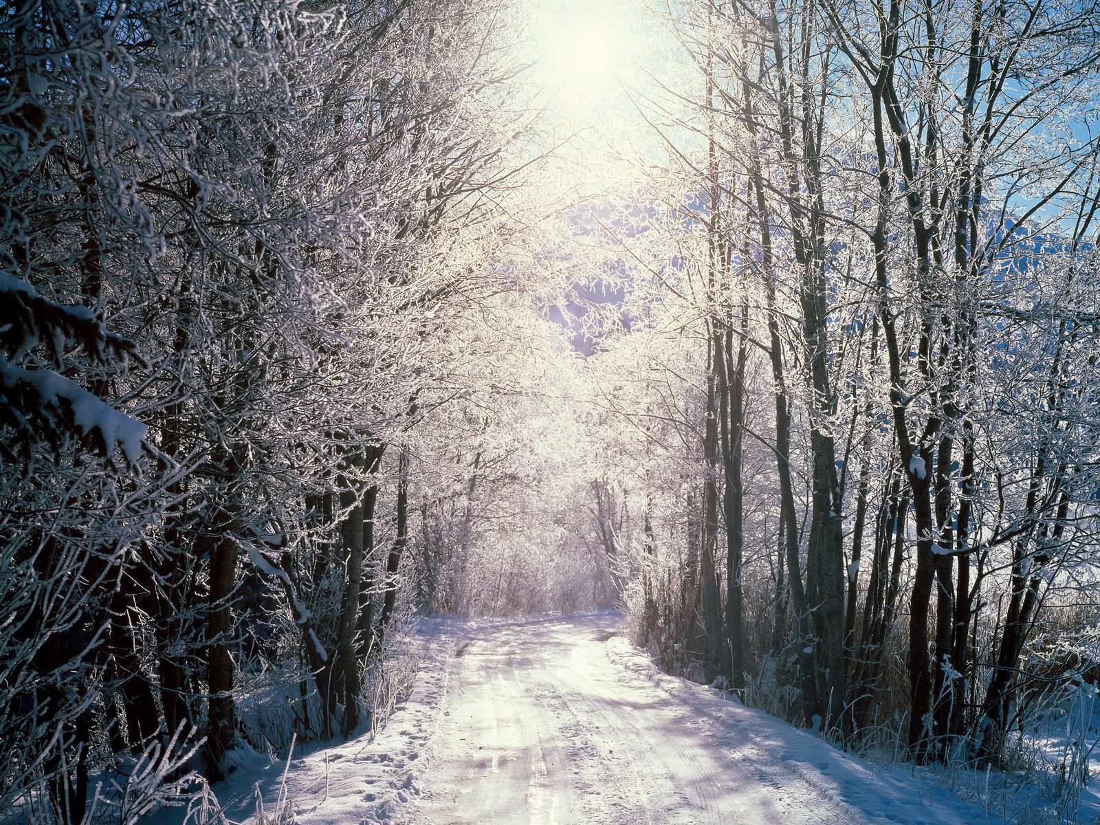 Snowy Woods Bern Switzerland