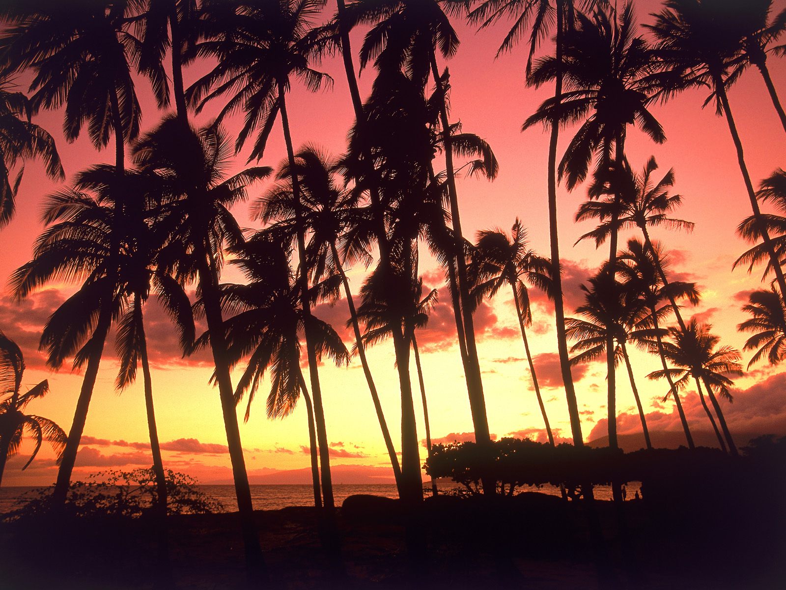 Hawaiian Sunset Hawaii