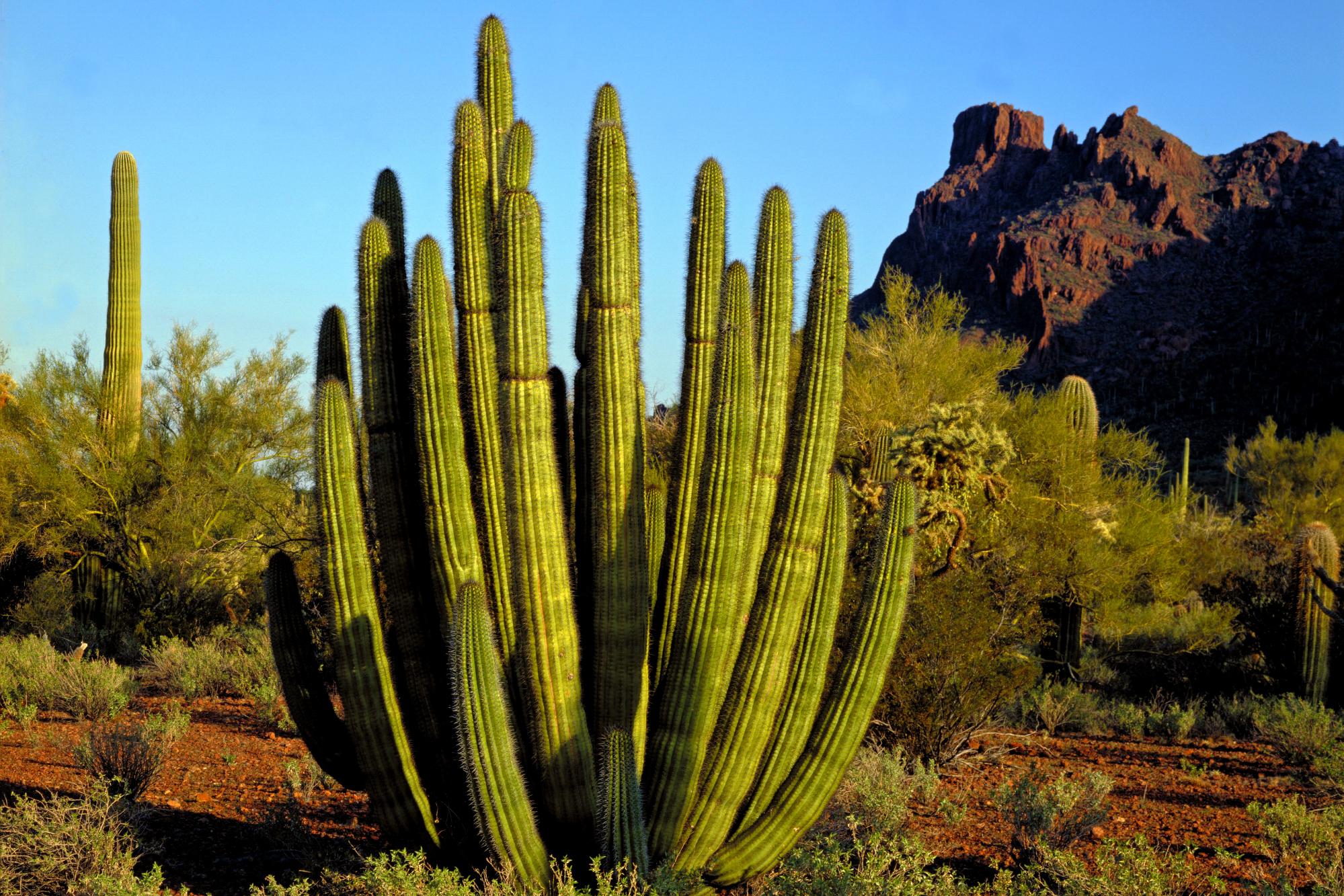 Arizona plant