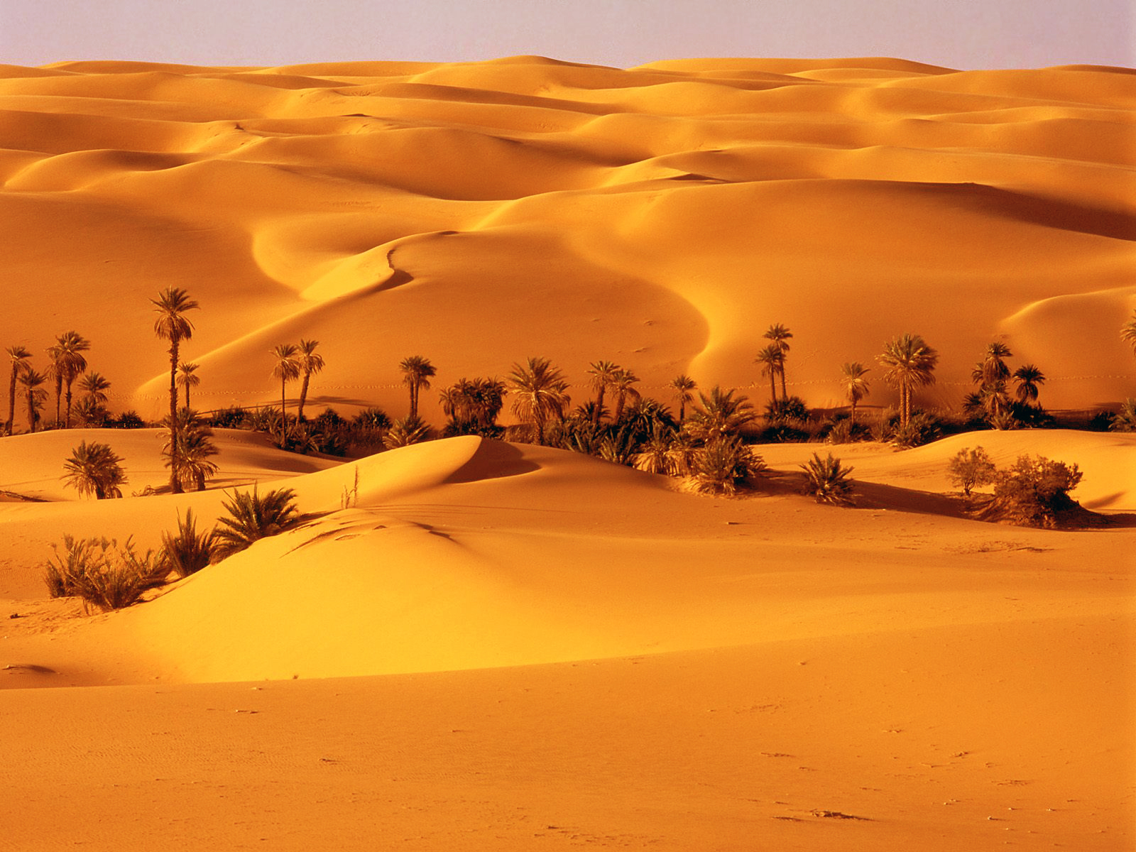 Desert Oasis Libya