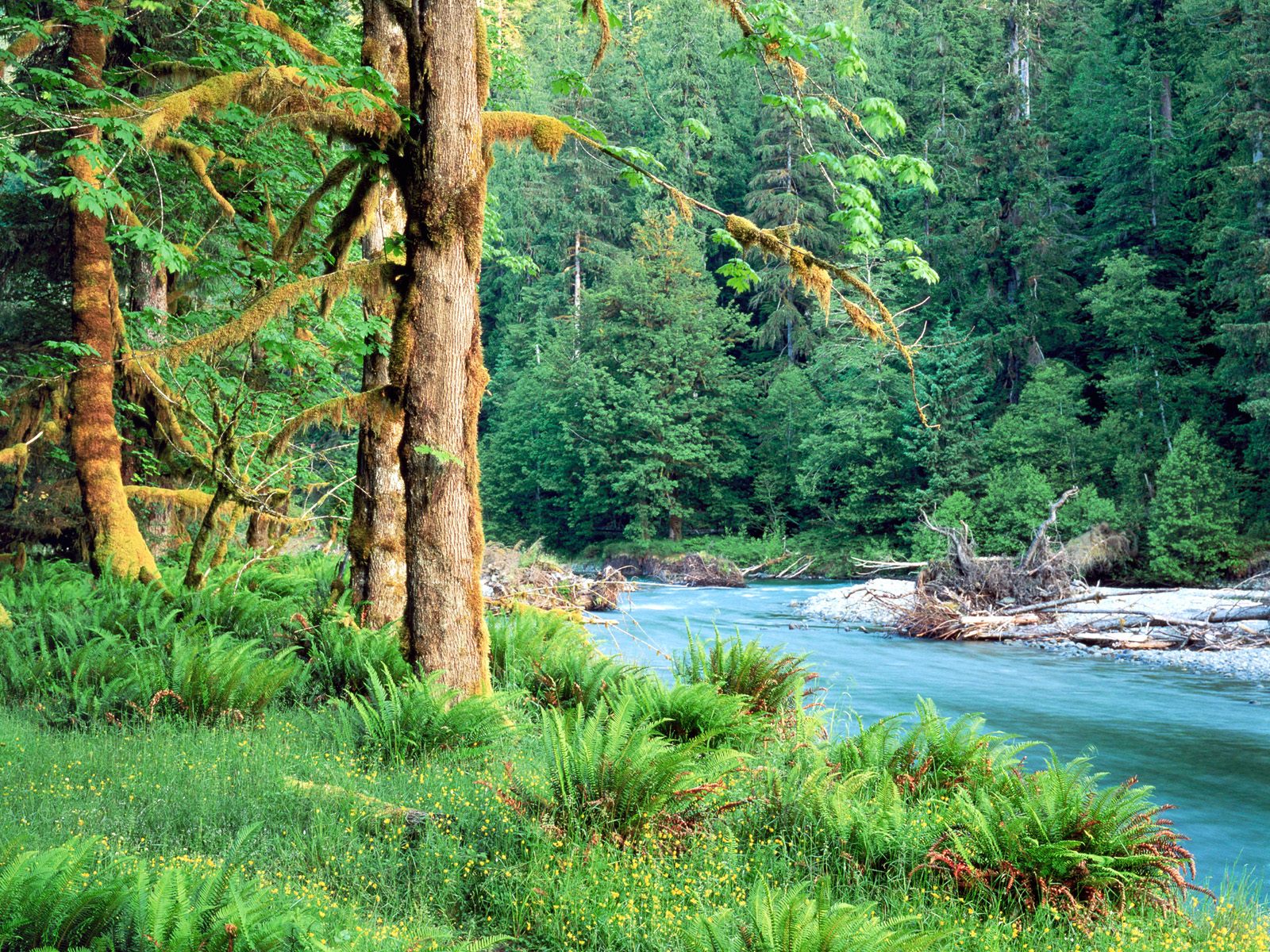 Big Leaf Maple Trees along the Quinault River. Q