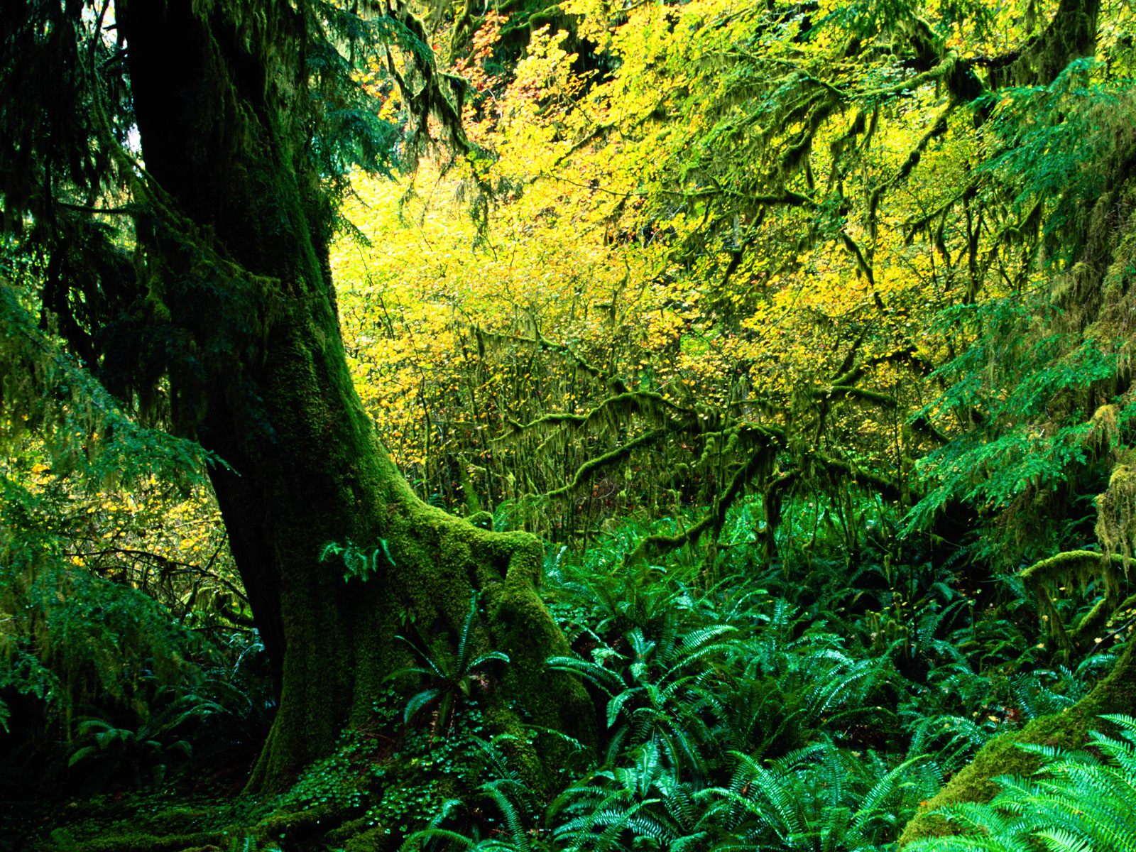 Hoh Rainforest Olympic National Park Washingto