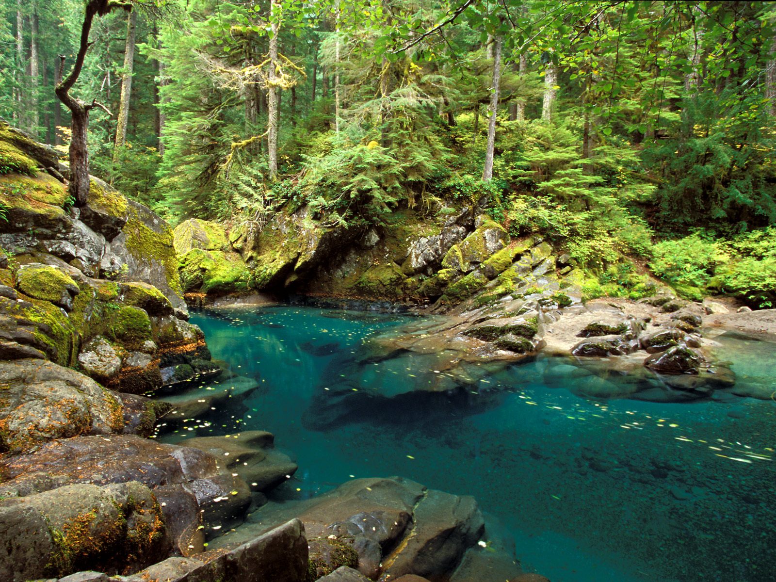 Ohanapecosh River Mt. Rainier National Park Wa