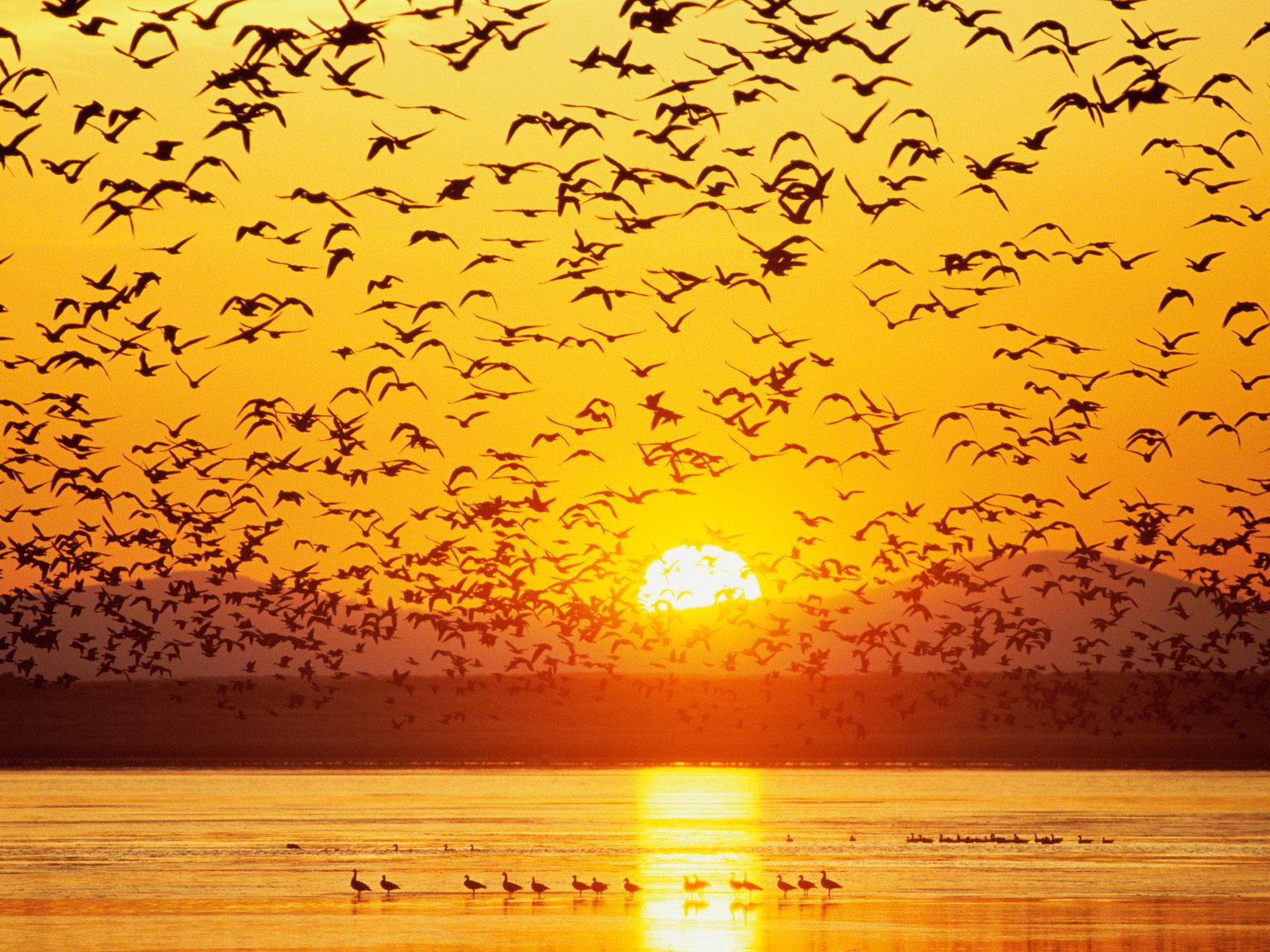 Canada Geese Tule Lake National Wildlife Refuge California