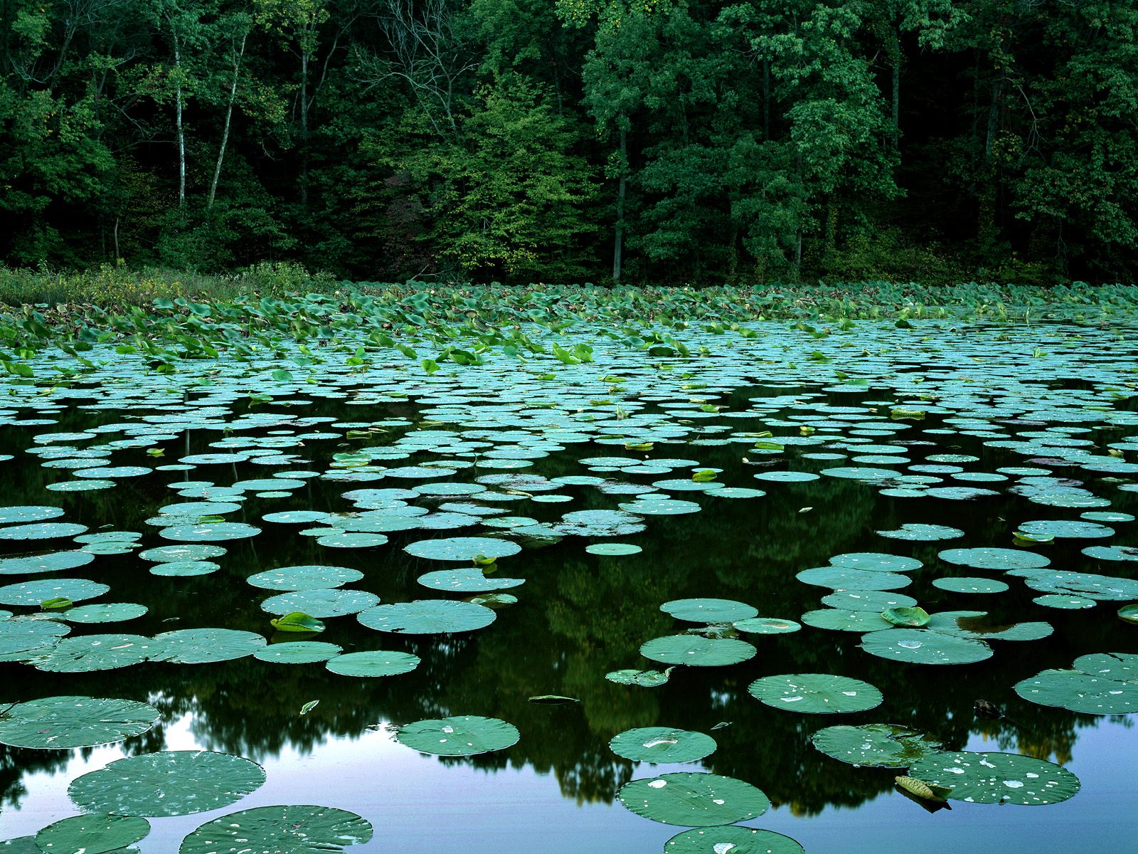 Lake Murphysboro State Park Illinois