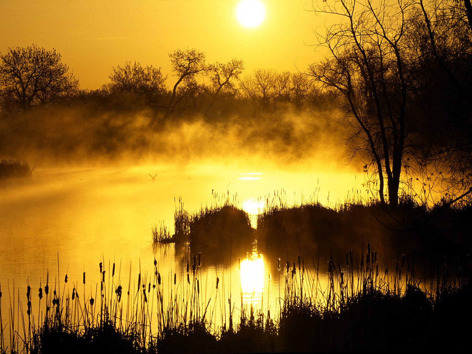 Golden Sunrise Colorado