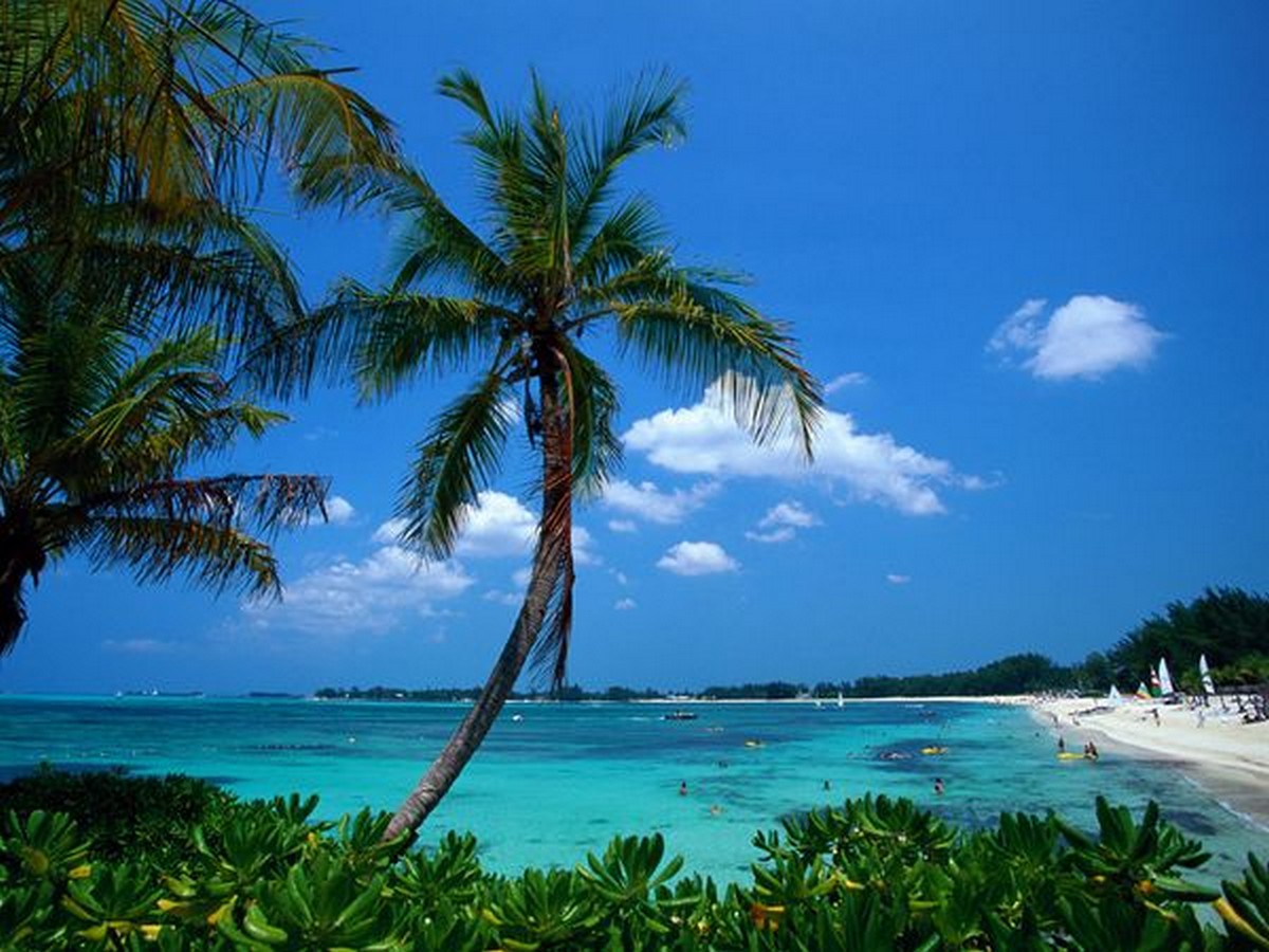 bahamas-palms