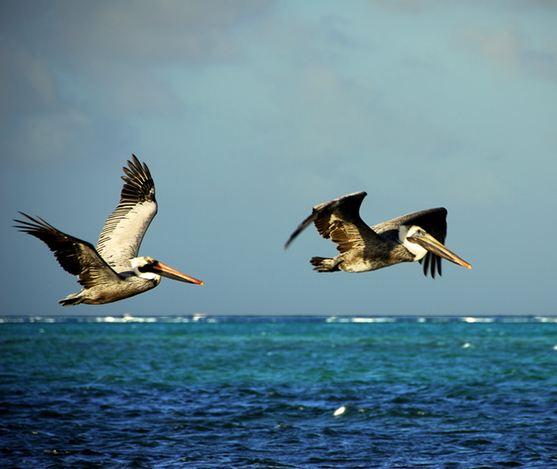 Pelicans fishing