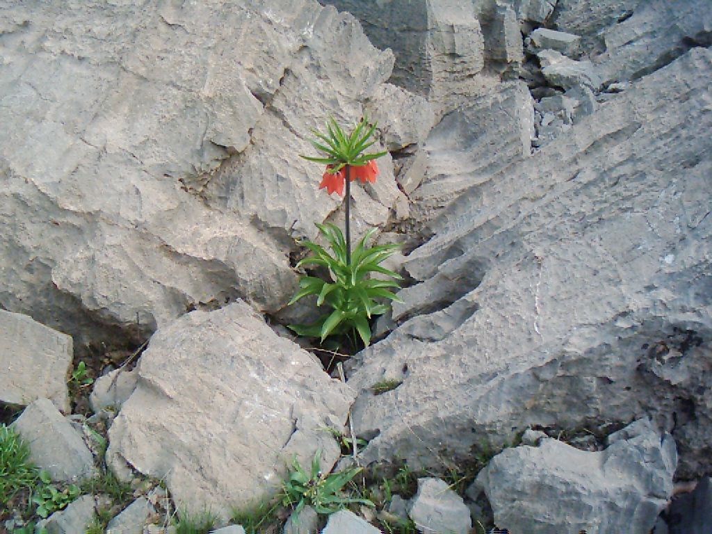 hakkari dagda lale