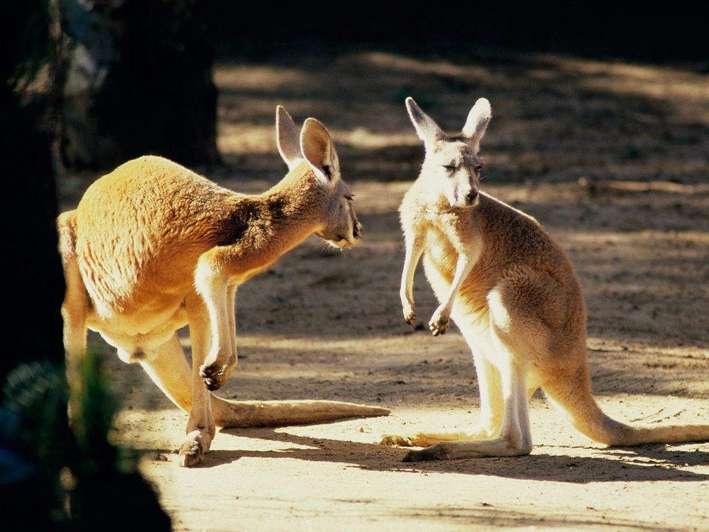 sidney Kangaroo Conversation