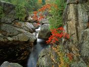 Sumacs Along the North Fork of the Bouquet River Adirondack Park New York