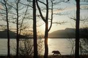 alaska forest