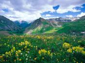 Yankee Boy Basin Ouray Colorado