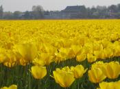 Tulips The Netherlands