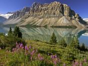 Bow Lake and Flowers Banff National Park Alberta Canada