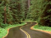 Lush Winding Road Olympic National Park Washington