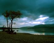 solitarytree Scotland