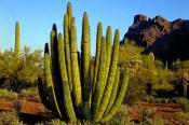 Arizona plant