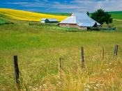 Mustard Flowers on Farm Washington