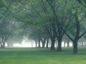 Early Morning Mist Central Indiana