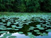 Lake Murphysboro State Park Illinois