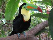 toucan, costa rica